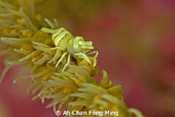 focus, focus, focus.. by Ah Chan Fong Ming 